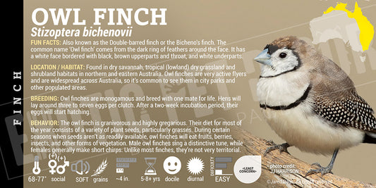 Stizoptera bichenovii 'Owl Finch'