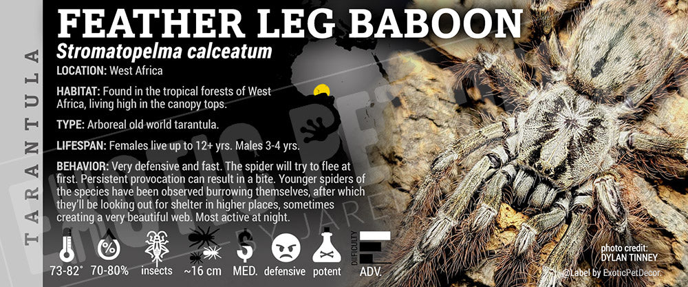 Stromatopelma calceatum 'Feather-Leg Baboon' Tarantula