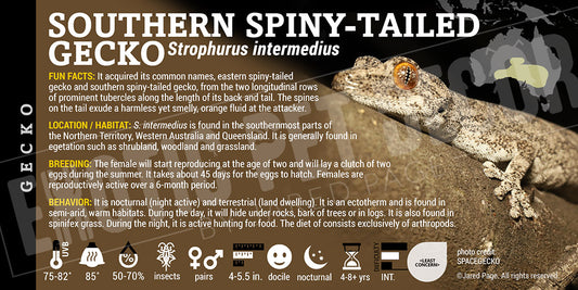 Strophurus intermedius 'Southern Spiny-Tailed' Gecko label