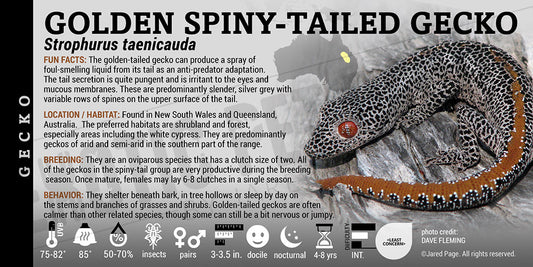 Strophurus taenicauda 'Golden Spiny-Tailed' Gecko label