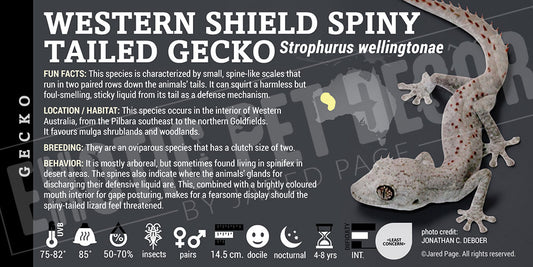 Strophurus wellingtonae 'Western Shield Spiny-Tailed' Gecko label