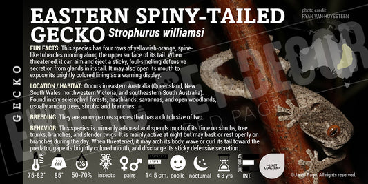 Strophurus williamsi 'Eastern Spiny-Tailed' Gecko label