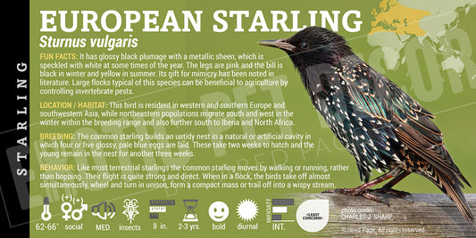 Sturnus vulgaris 'European Starling' bird label
