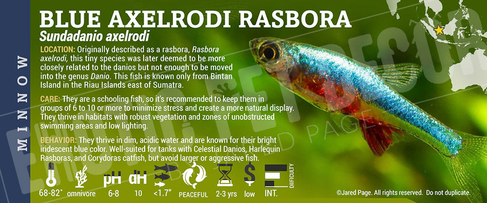 Sundadanio axelrodi 'Blue Axelrodi Rasbora' fish label