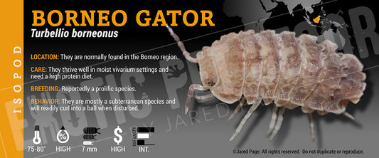 Turbellio borneonus 'Borneo Gator' isopod label