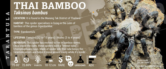 Taksinus bambus 'Thai Bamboo' (Bambootula) Tarantula label