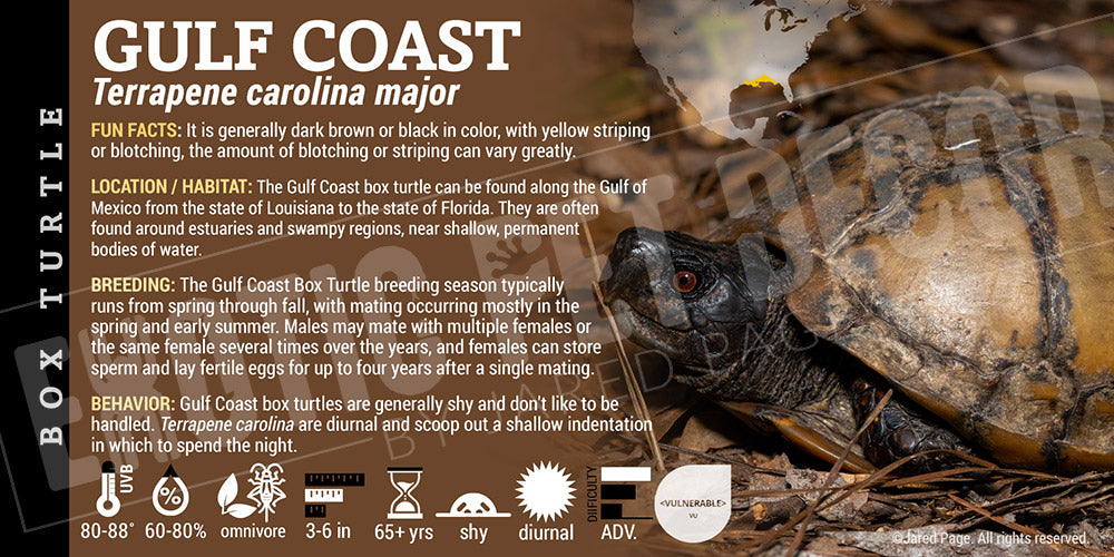 Terrapene carolina major 'Gulf Coast' Box Turtle label