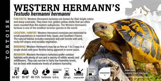 Testudo hermanni hermanni 'Western Hermann's Tortoise
