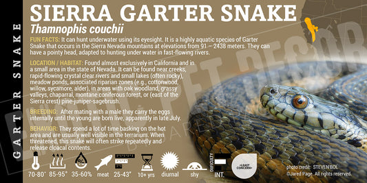 Thamnophis couchii 'Sierra Garter' Snake label
