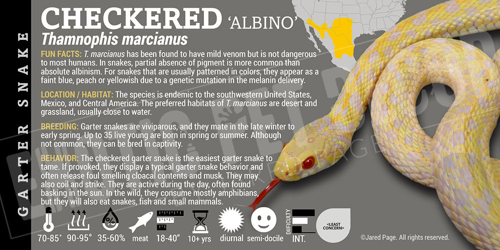 Thamnophis marcianus marcianus 'Checkered Garter' Snake