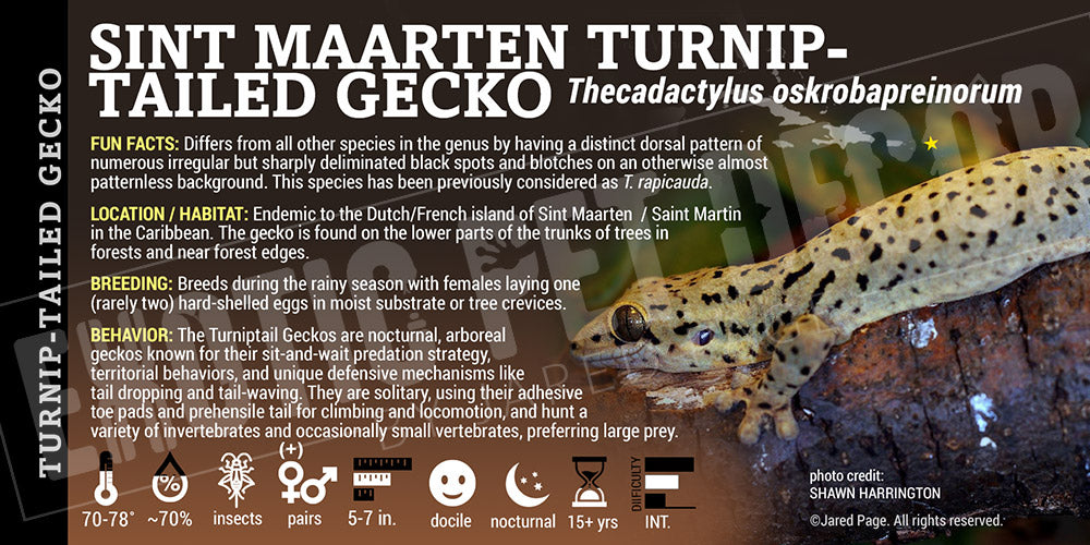 Thecadactylus oskrobapreinorum 'Sint Maarten Turnip-tailed' Gecko label
