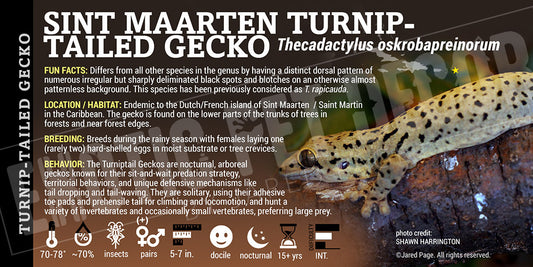 Thecadactylus oskrobapreinorum 'Sint Maarten Turnip-tailed' Gecko label
