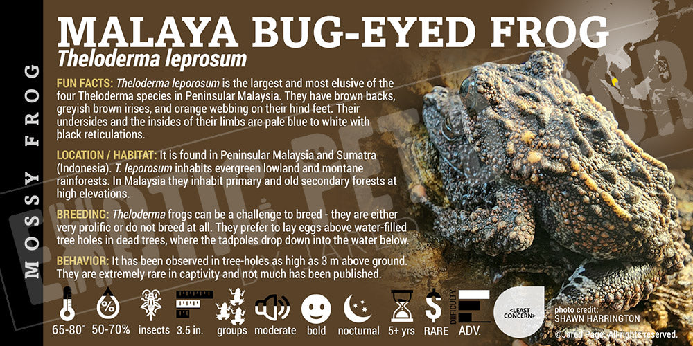 Theloderma leprosum 'Malaya Bug-eyed' Frog