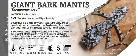 Theopompa servii 'Giant Bark' Mantis