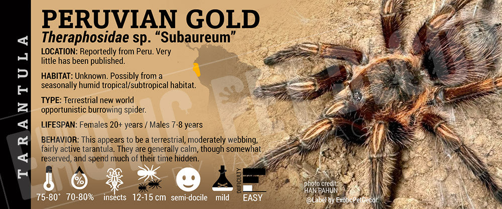 Theraphosidae sp. "Subaureum" 'Peruvian Gold' Tarantula label