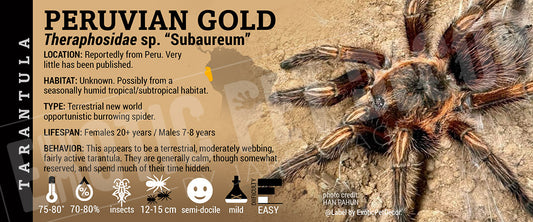 Theraphosidae sp. "Subaureum" 'Peruvian Gold' Tarantula label