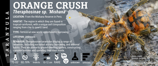 Theraphosinae sp. 'Mishana Orange Crush' Tarantula label