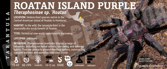 Theraphosinae sp. Roatan 'Roatan Island Purple' Tarantula label