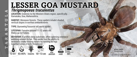Thrigmopoeus truculentus 'Lesser Goa Mustard' Tarantula label