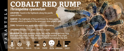Thrixopelma cyaneolum 'Cobalt Red Rump' Tarantula label