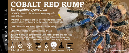Thrixopelma cyaneolum 'Cobalt Red Rump' Tarantula label