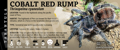 Thrixopelma cyaneolum 'Cobalt Red Rump' Tarantula label