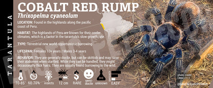 Thrixopelma cyaneolum 'Cobalt Red Rump' Tarantula label