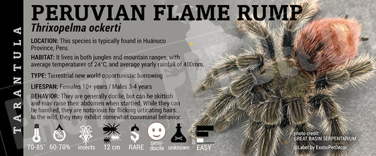 Thrixopelma ockerti 'Peruvian Flame Rump' Tarantula label