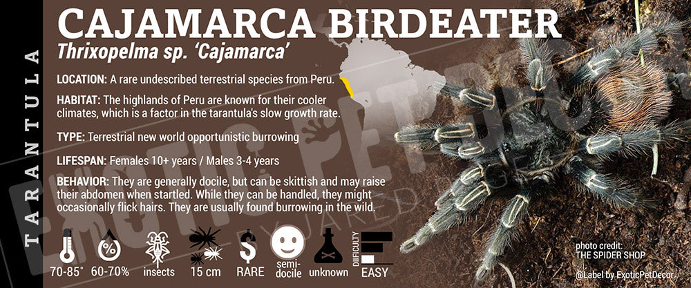 Thrixopelma sp 'Cajamarca' Tarantula label