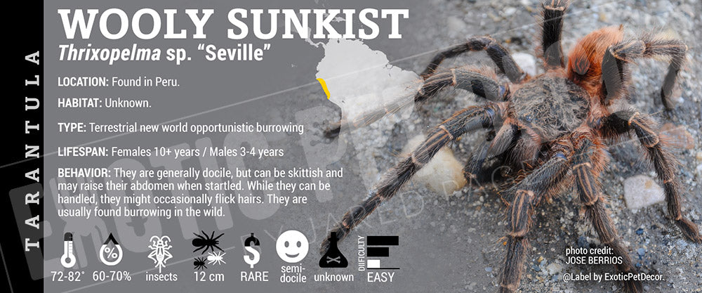 Thrixopelma sp. "Sevilla" 'Wooly Sunkist' Tarantula label