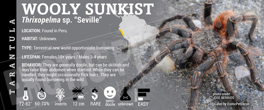 Thrixopelma sp. "Sevilla" 'Wooly Sunkist' Tarantula label