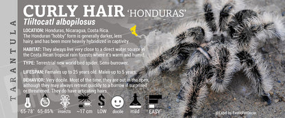 Tliltocatl albopilosus 'Curly Hair' Tarantula