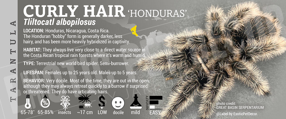 Tliltocatl albopilosus 'Curly Hair' Tarantula