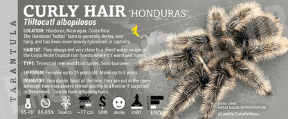 Tliltocatl albopilosus 'Curly Hair' Tarantula