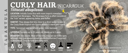 Tliltocatl albopilosus 'Curly Hair' Tarantula