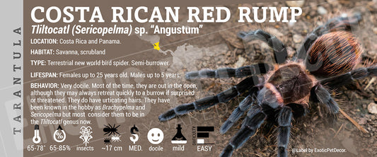 Tliltocatl (Sericopelma) sp. "Angustum" 'Costa Rican Red Rump' Tarantula label