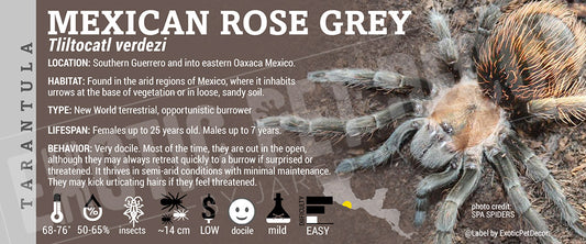 Tliltocatl verdezi 'Mexican Rose Grey' Tarantula label