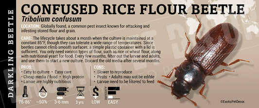 Tribolium confusum 'Confused Rice Flour Beetle'