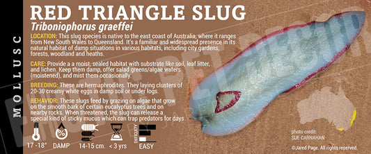 Triboniophorus graeffei 'Red Triangle' Slug label