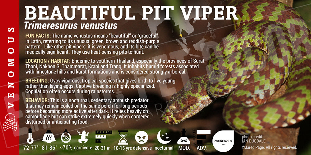 Trimeresurus venustus 'Beautiful Pit Viper' label