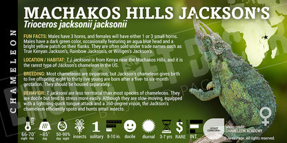 Trioceros jacksonii jacksonii 'Machakos Hills Jackson's' Chameleon