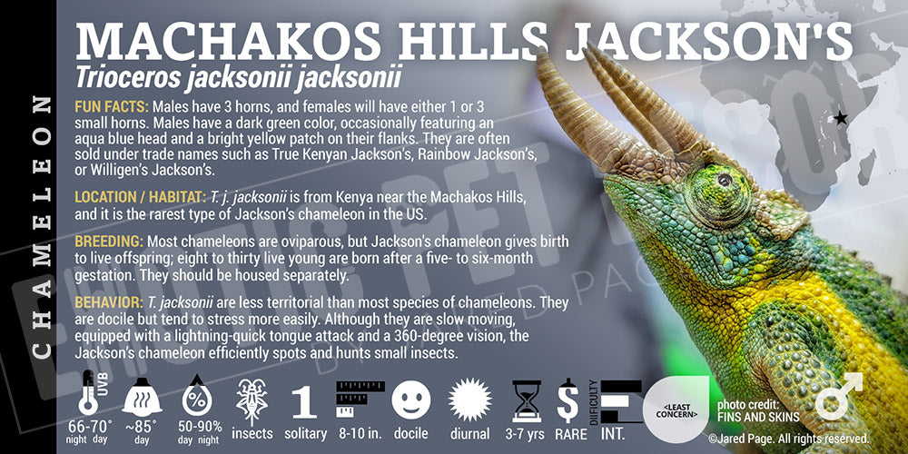 Trioceros jacksonii jacksonii 'Machakos Hills Jackson's' Chameleon