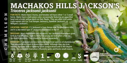 Trioceros jacksonii jacksonii 'Machakos Hills Jackson's' Chameleon