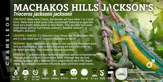 Trioceros jacksonii jacksonii 'Machakos Hills Jackson's' Chameleon