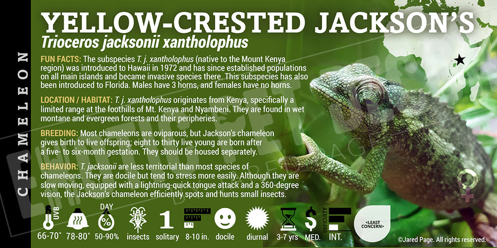 Trioceros jacksonii xantholophus 'Jackson' Chameleon