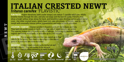 Triturus carnifex 'Italian Crested Newt' label