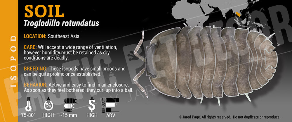 Troglodillo rotundatus 'Soil' isopod label