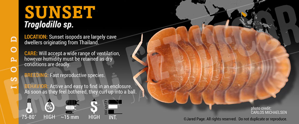 Troglodillo sp 'Sunset' isopod label