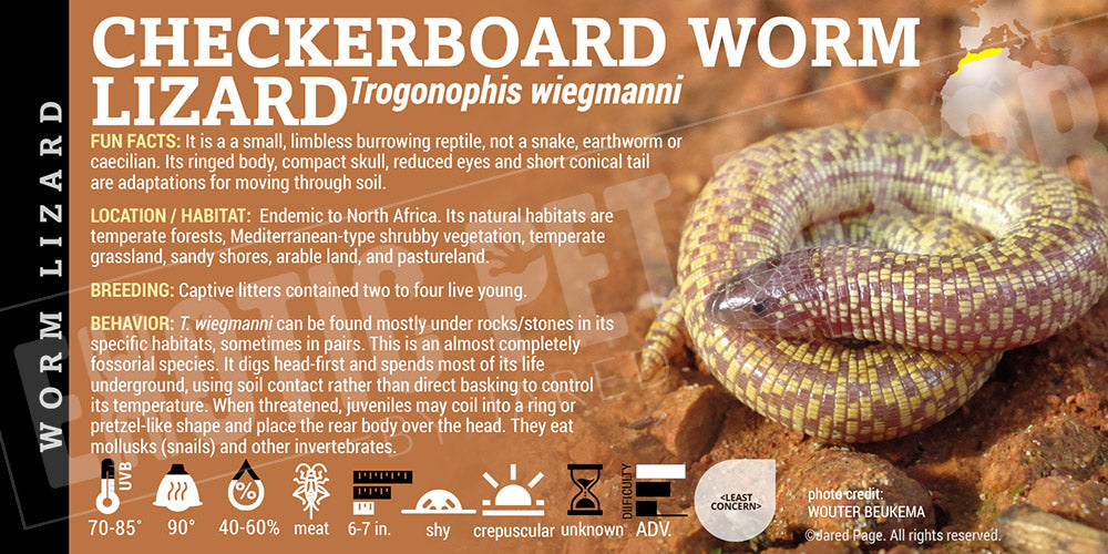 Trogonophis wiegmanni 'Checkerboard Worm Lizard' label
