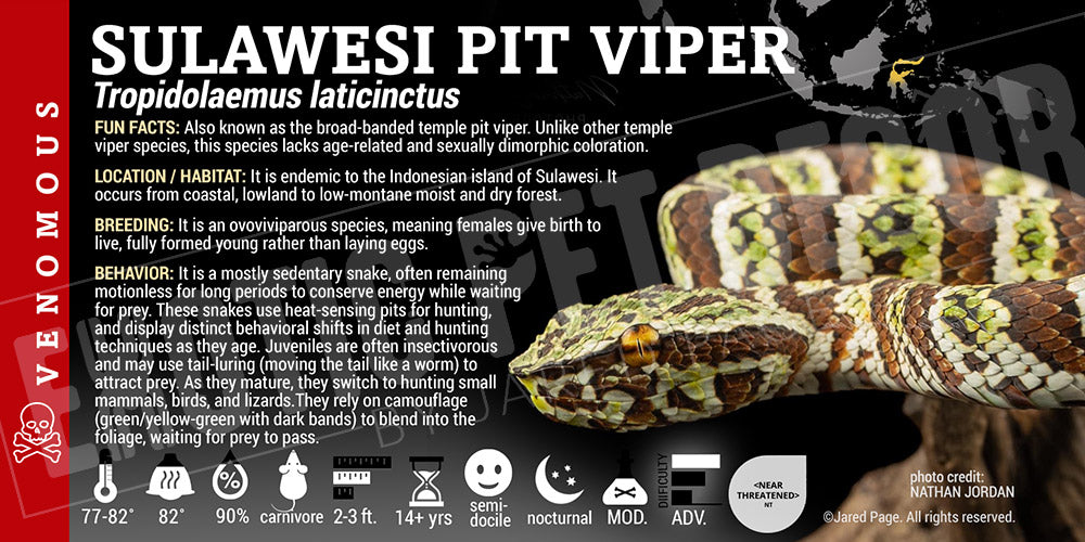 Tropidolaemus laticinctus 'Sulawesi Pit Viper' label